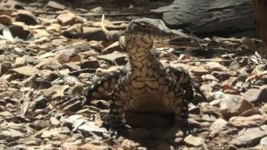 Perentie Varanus giganteus