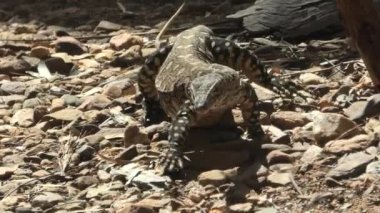 Perentie Varanus giganteus