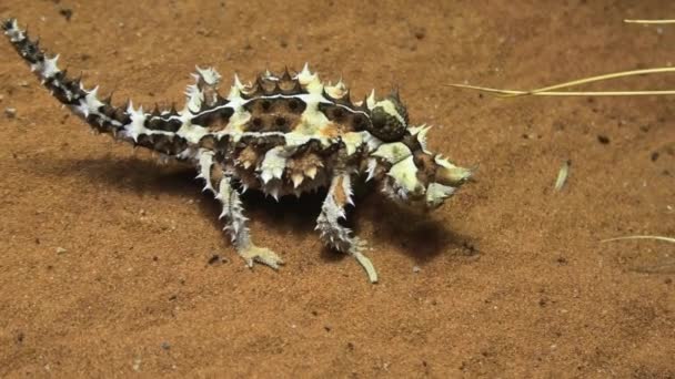 Thorny devil at desert — Stock Video