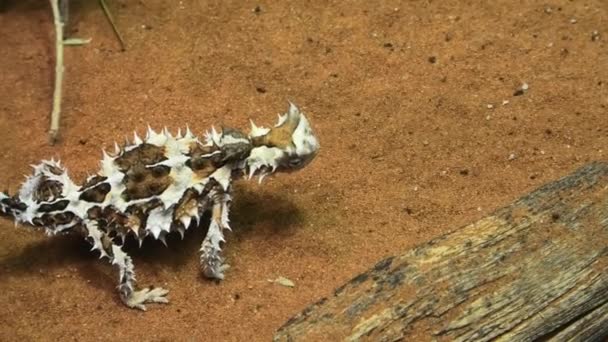 Primer plano de Thorny Devil — Vídeo de stock