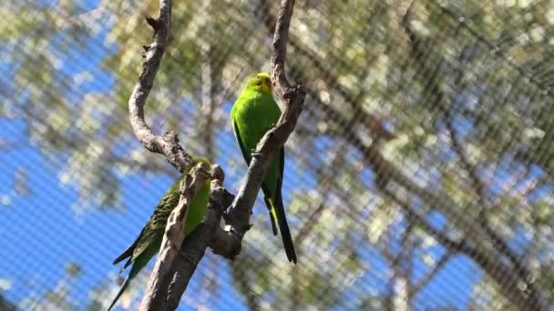 Dois Budgerigars Papagaios — Vídeo de Stock