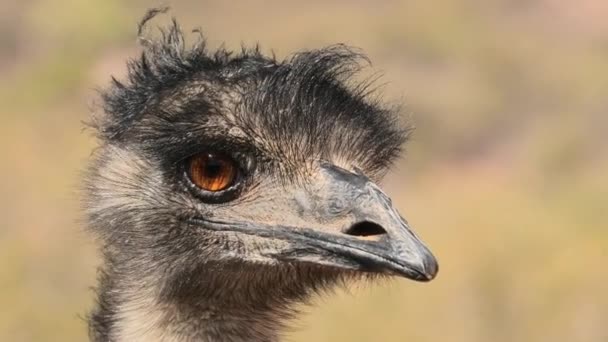 Portrait of Emu — Stock Video