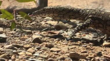Perentie Varanus Giganteus yürüyor