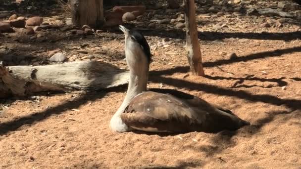 Australský bustard nebo keř krocan — Stock video