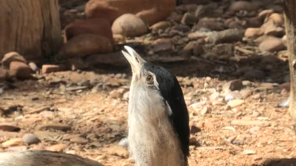 Bush australiano Turchia — Video Stock