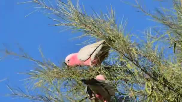 Australská princezna papoušek — Stock video