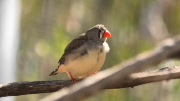 Cebra australiana pinzón rojo pico — Vídeo de stock