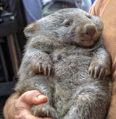 Wombat Avustralya 'yı tutuyor