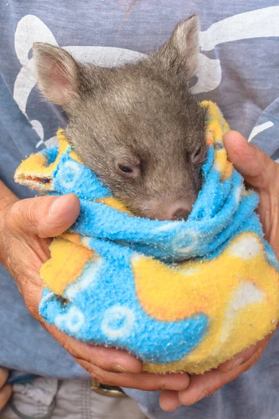Wombat joey sleeping — Stock Photo, Image
