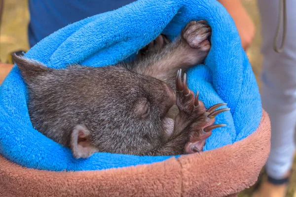 Wombat joey sleeping