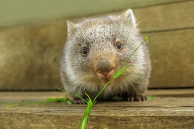 Joey of Wombat feeding