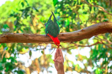 Australian King-Parrot feeding