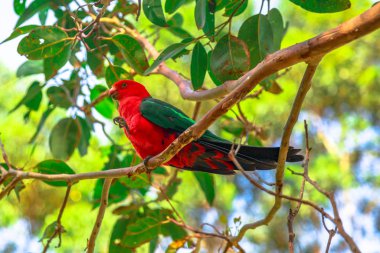 Australian King-Parrot on a tree