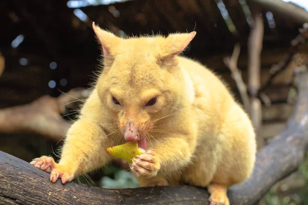 Golden brushtail possum — Stok fotoğraf