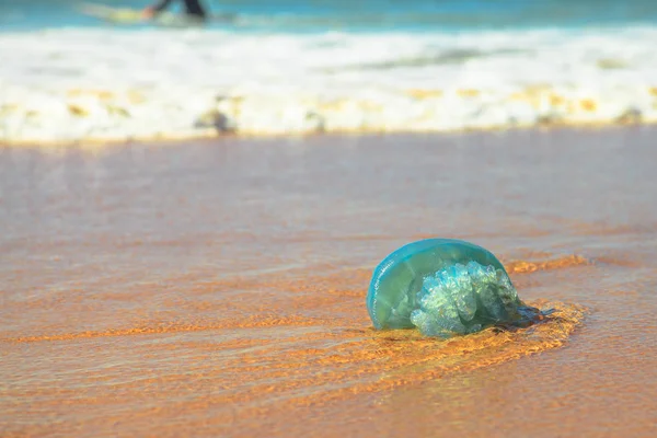 Australische Blauqualle — Stockfoto