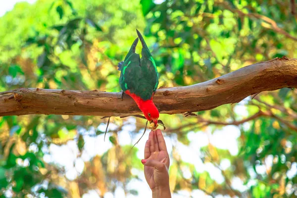 Australian King-Parrot alimentación — Foto de Stock
