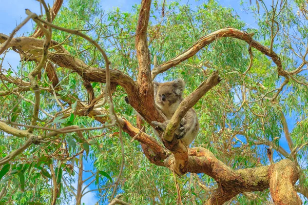 Koala Phillip Island — Stockfoto