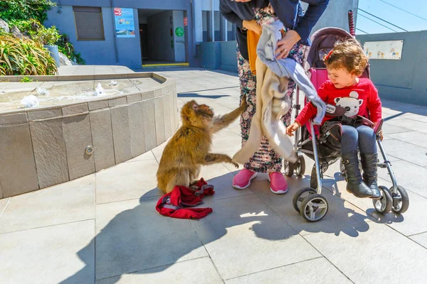 Monos de Gibraltar robando a los turistas — Foto de Stock