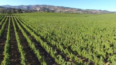 Bağ havadan görünümü