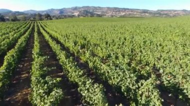 Biyoineyard 'ın hava görüntüsü