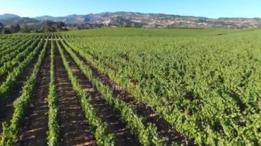 Üzüm bağı panoramik alanı