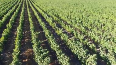 Üzüm bahçesi manzarası