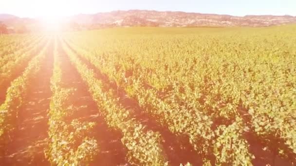 Vineyard field panorama at sunset — Stock Video