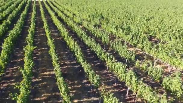 Vignoble vue aérienne — Video