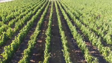 Bağ havadan görünümü