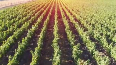 Gün batımında üzüm bağları manzarası