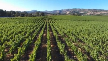 Biyoineyard 'ın hava görüntüsü