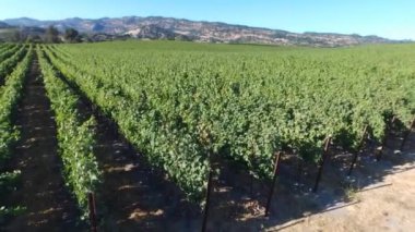 Bağ havadan görünümü