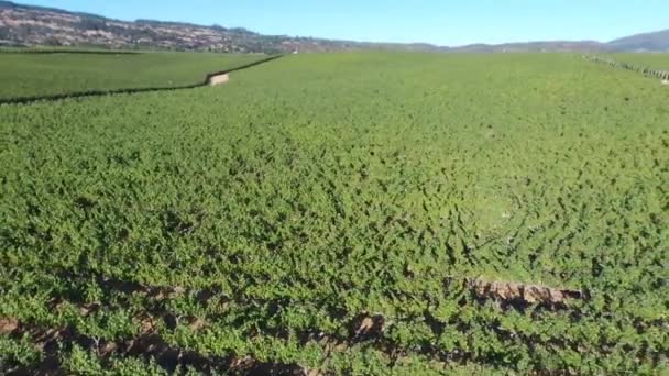 Letecký pohled na biologickou vinici — Stock video