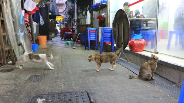 猫看中国餐馆 — 图库视频影像