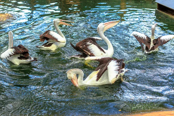 オーストラリアのペリカンのグループ — ストック写真