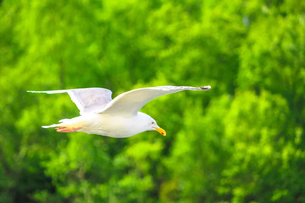 Uçan Avrupalı martı — Stok fotoğraf