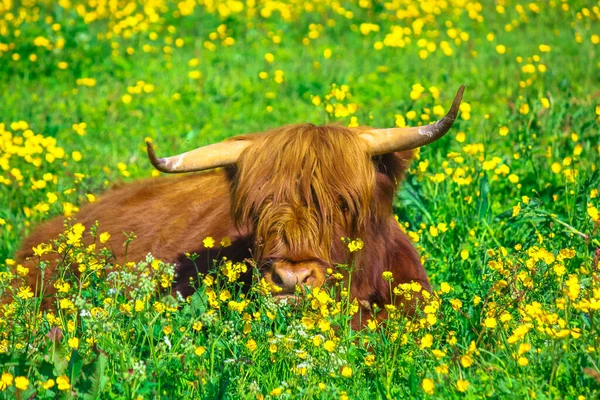 Highland Red Cow — Stock Photo, Image