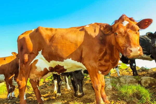 Cows grazing in the grass — Stock Photo, Image