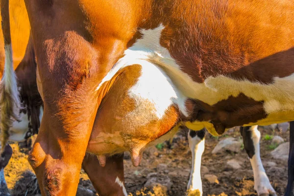 Cows breasts close up — Stock Photo, Image