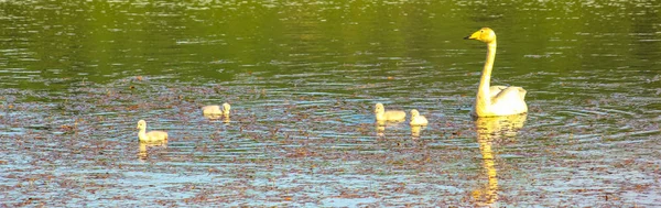 Panorama whooper swan — Stock fotografie