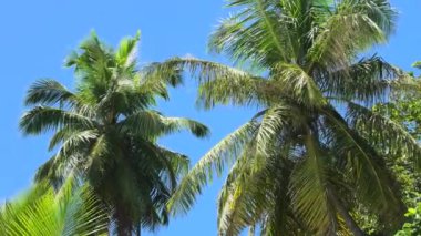 Seyşeller Adası Palmiyeleri