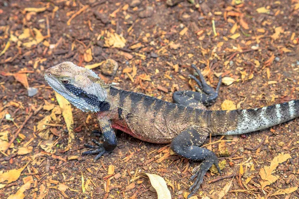 Eastern water dragon — Stock Photo, Image