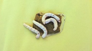 Beyaz dut ağacının bitki ezmesiyle beslenen ipek böcekleri.