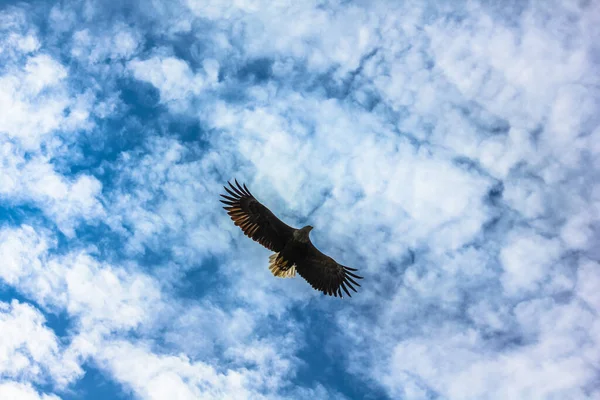 Рейс Sea Eagle — стоковое фото