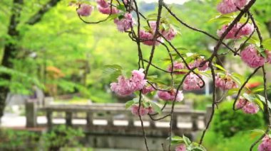 Philosophers Walk cherry blossom close up