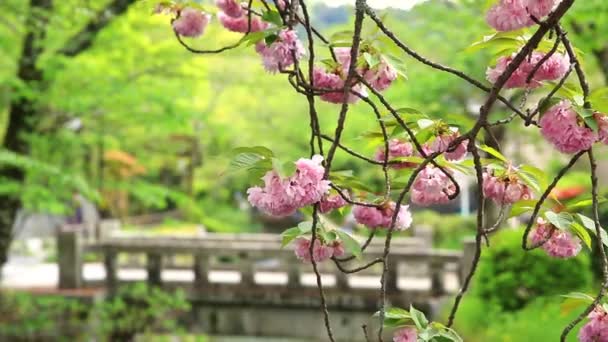 Філософи Прогулянка вишневим цвітом крупним планом — стокове відео