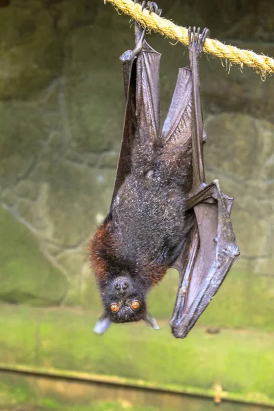 Morcego de frutas pendurado — Fotografia de Stock