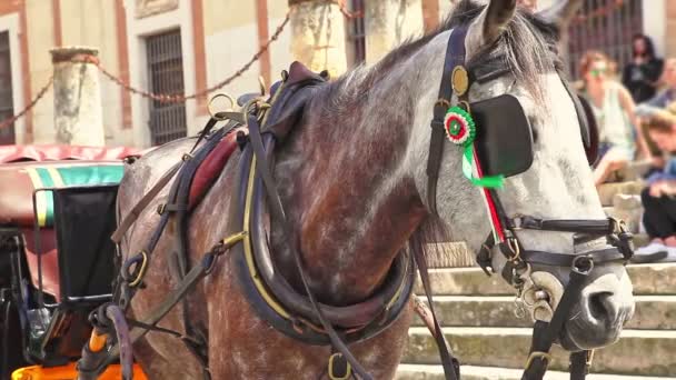 Carruaje de caballos español Sevilla — Vídeos de Stock