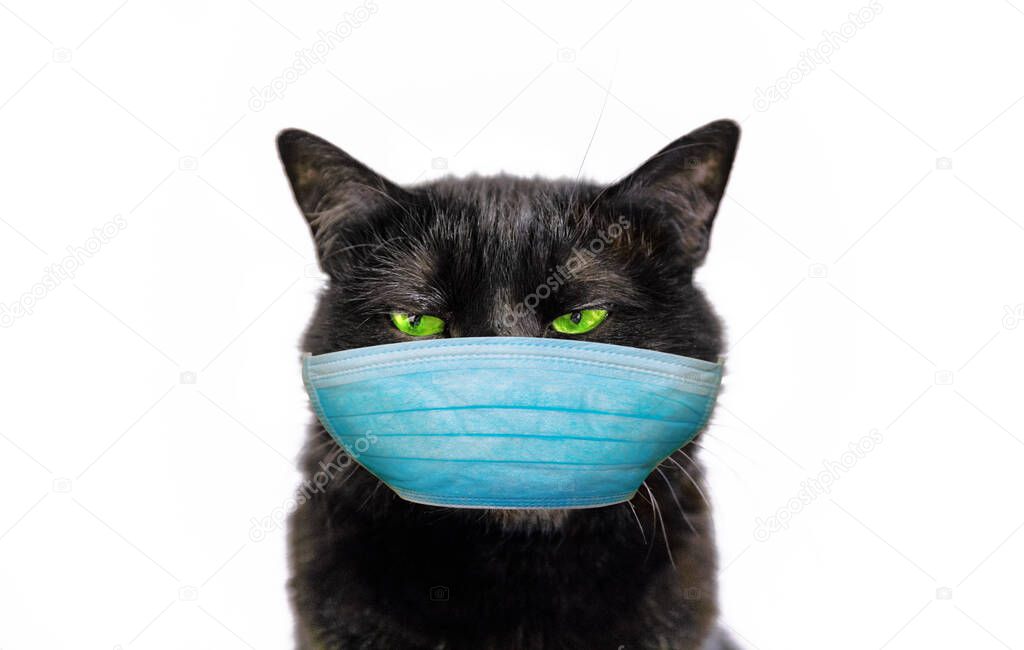 Black cat with face mask