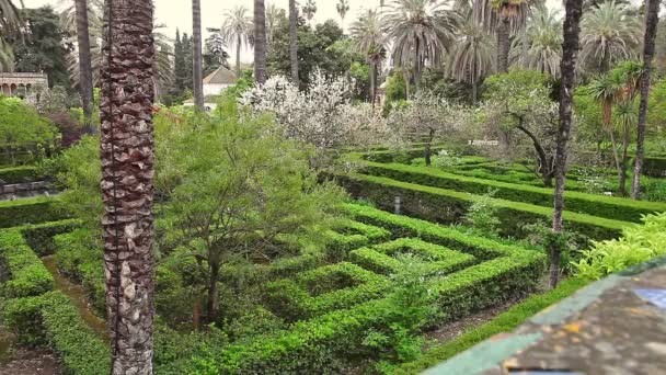 Royal Alcazars gardens in Seville — Stock Video